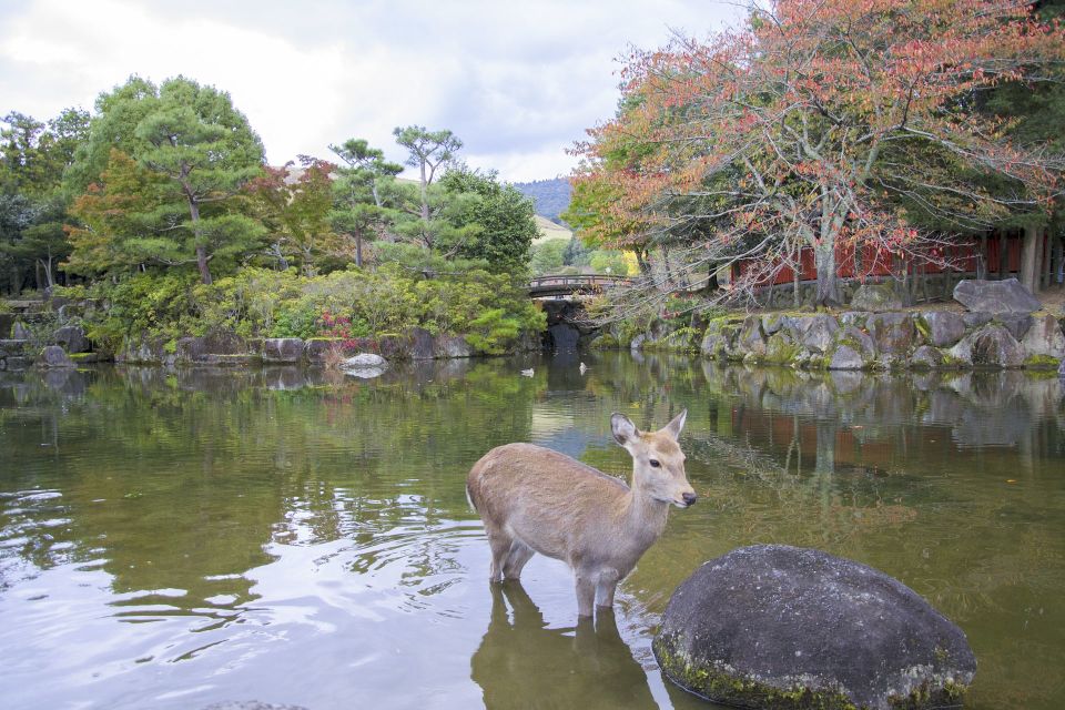 Nara Like a Local: Customized Guided Tour - Inclusions