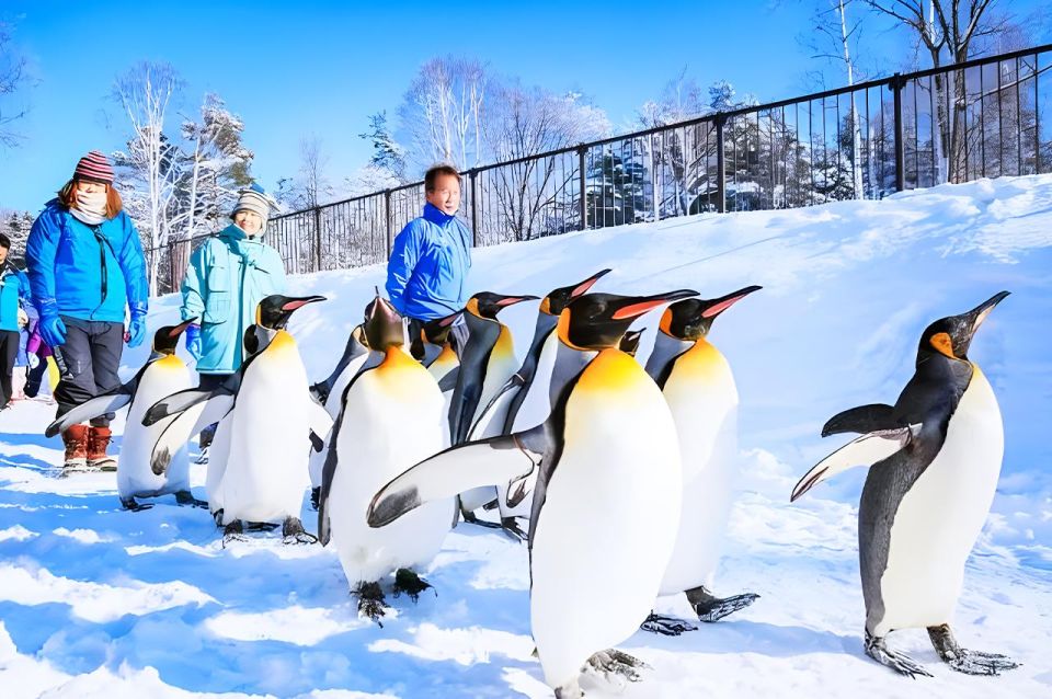 Hokkaido: Asahiyama Zoo, Furano, and Ningle Terrace Tour - Itinerary Overview
