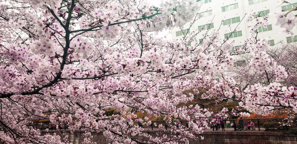 Licensed Guide Tokyo Meguro Cherry Blossom Walking Tour - Itinerary