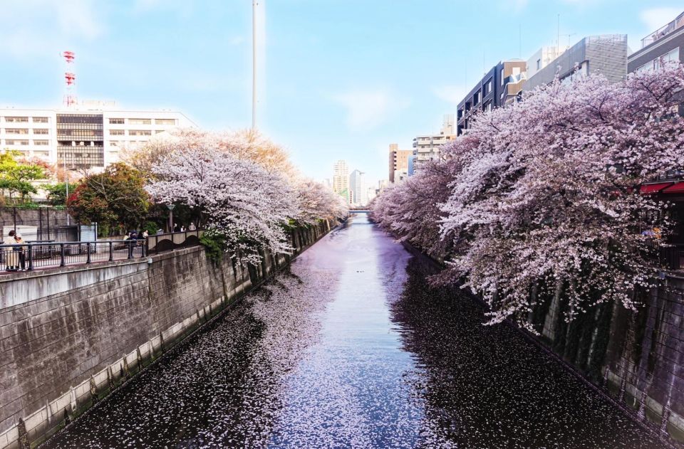 Licensed Guide Tokyo Meguro Cherry Blossom Walking Tour - Inclusions