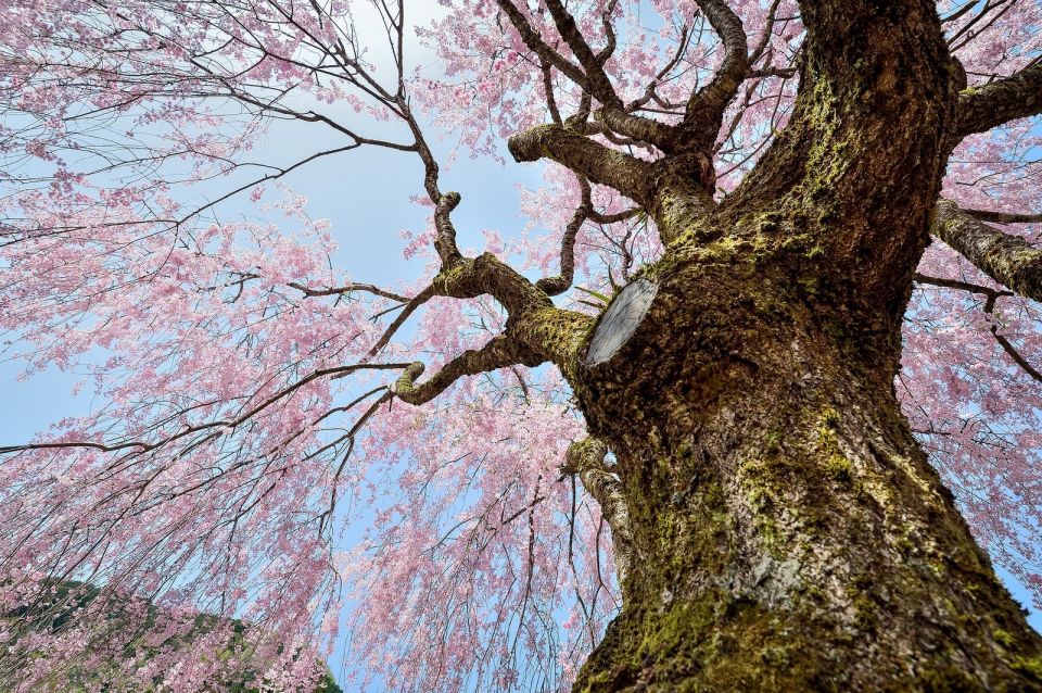 Sakura in Tokyo: Cherry Blossom Experience - Customer Feedback