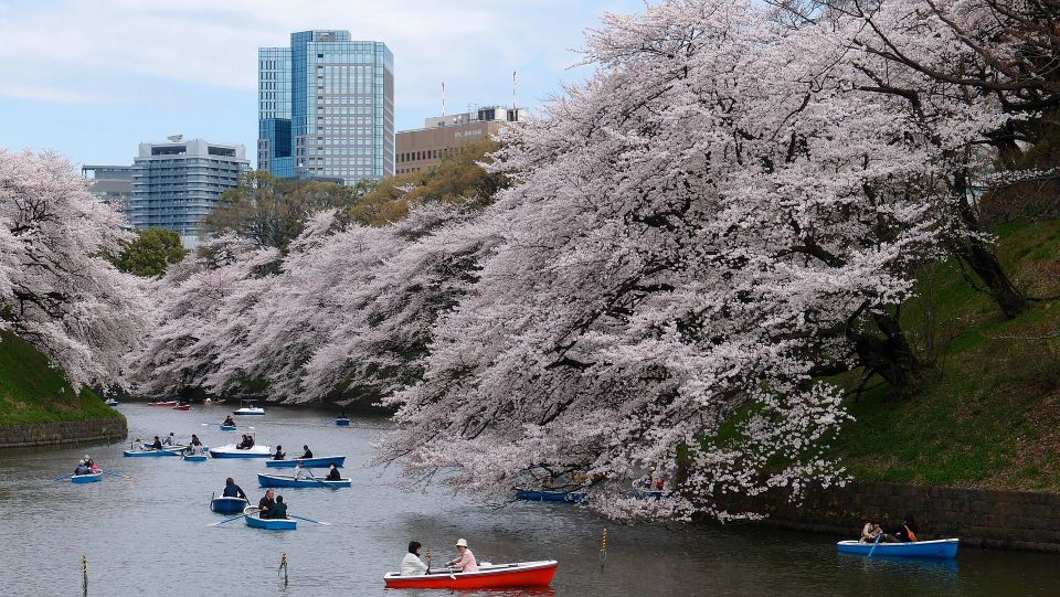 Sakura in Tokyo: Cherry Blossom Experience - Final Words