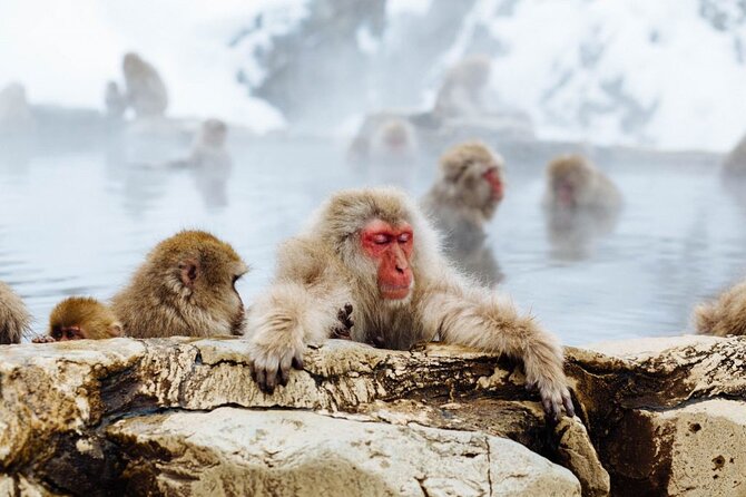 1-Day Snow Monkeys, Zenko-ji Temple & Sake in Nagano - Transport Options and Scheduling Details