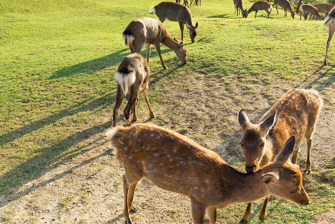 Nara Day Trip From Kyoto With a Local: Private & Personalized - Pricing Details and Group Size Factors