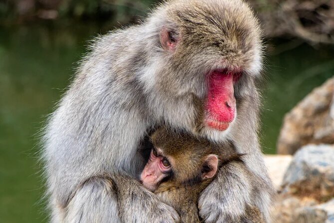 Private Arashiyama Walking Tour: Bamboo, Monkeys & Secrets - Meeting Point Details