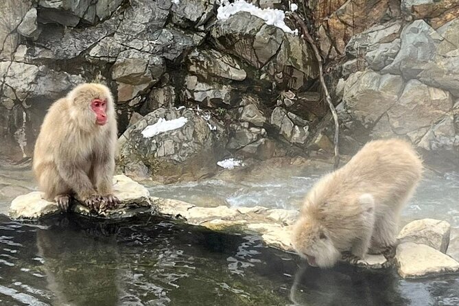 Nagano Full Day Tour Jigokudani Snow Monkey Park Zenkoji Temple - Sake Tasting Review