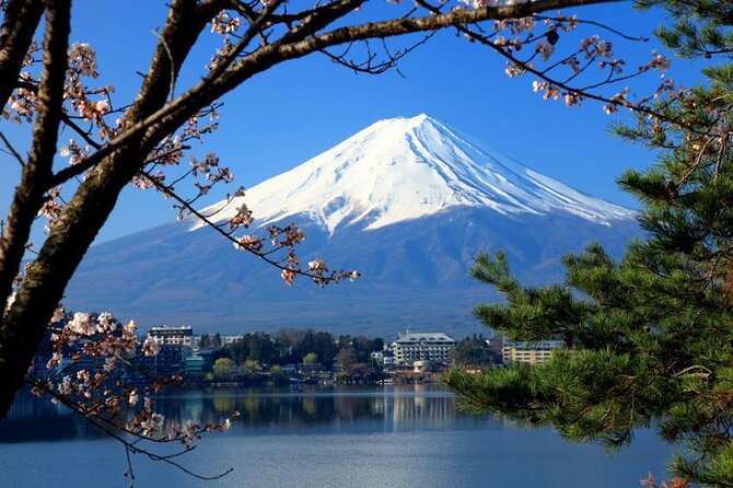 Cherry Blossom ! Five-Story Pagoda,Mt. Fuji 5th Station,Panoramic Ropeway - Just The Basics