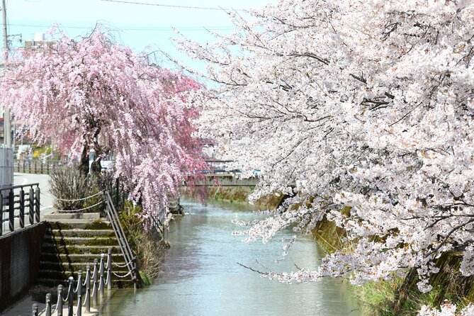 4 Hour Unique Kanazawa Cherry Blossom Sakura Private Experience - Frequently Asked Questions