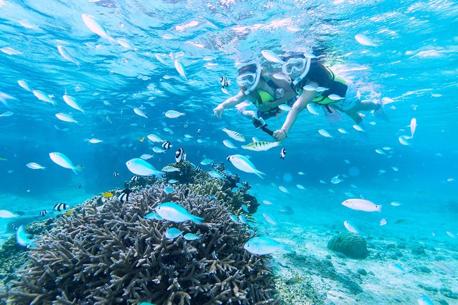 Miyakojima / Snorkel Tour to Enjoy Coral and Fish - What to Expect