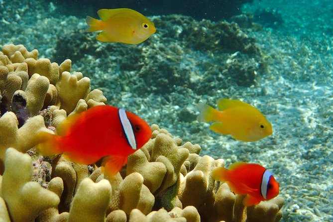 Miyakojima / Snorkel Tour to Enjoy Coral and Fish - Customer Reviews and Ratings