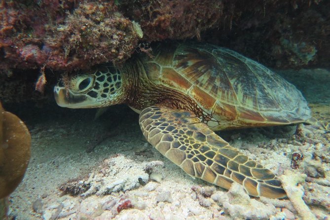 [Miyakojima Snorkel] Private Tour From 2 People Lets Look for Sea Turtles! Snorkel Tour That Can Be - Important Information