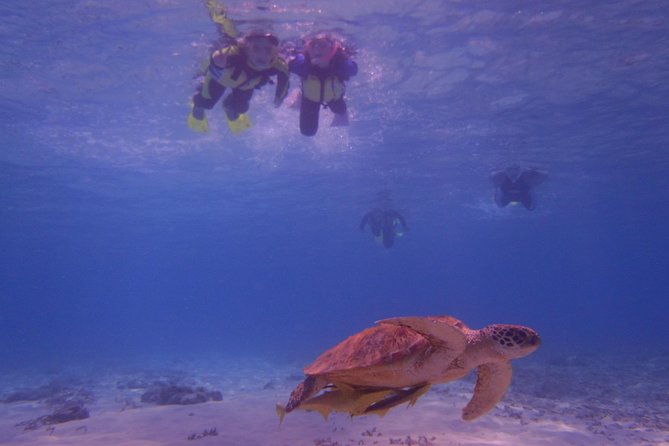Swim With Sea Turtles at Kerama Islands - Best Time to Visit
