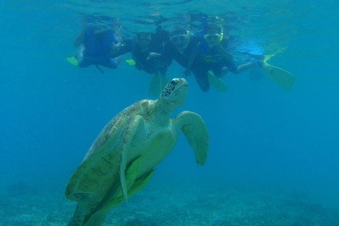 Swim With Sea Turtles at Kerama Islands - How to Book