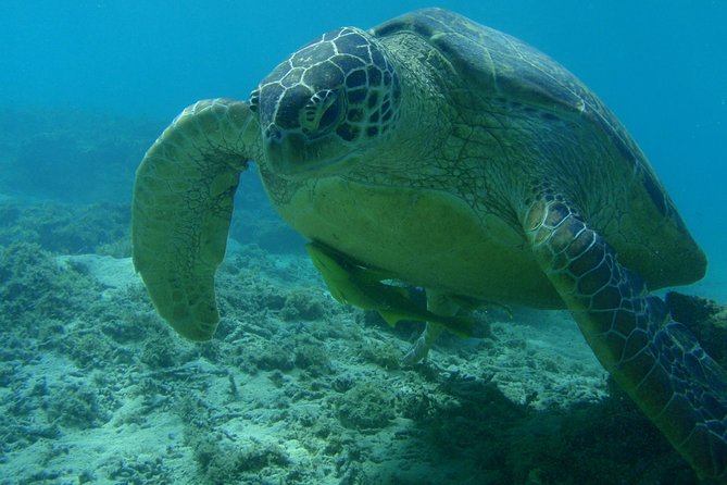 Swim With Sea Turtles at Kerama Islands - Final Words