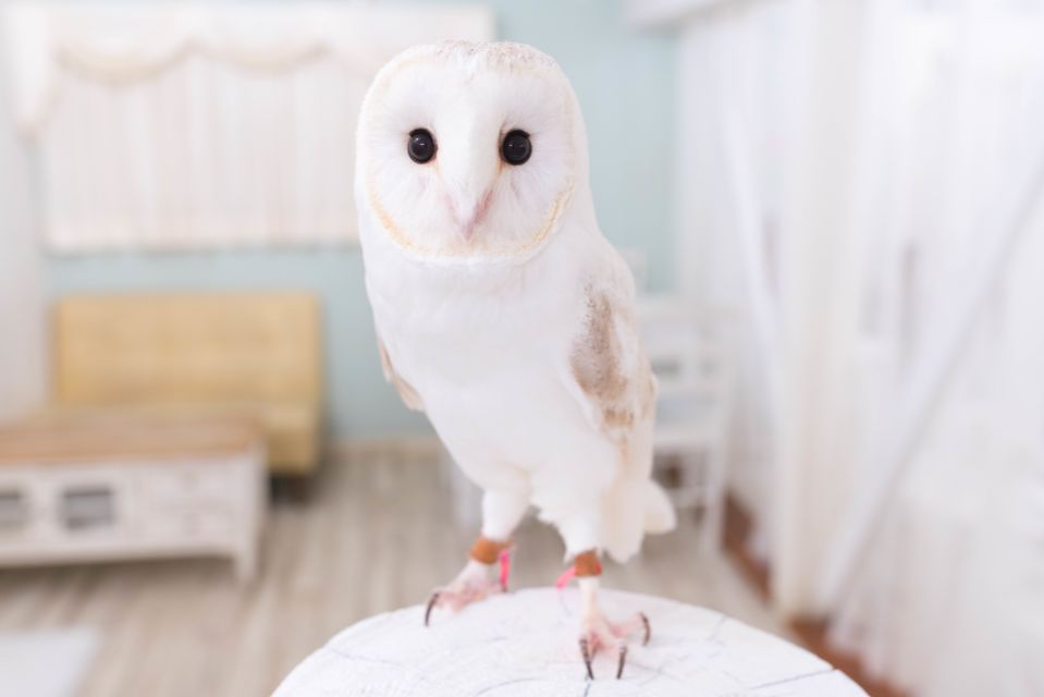 Owl Cafe Tokyo Akiba Fukurou - Unique Experience With Owls