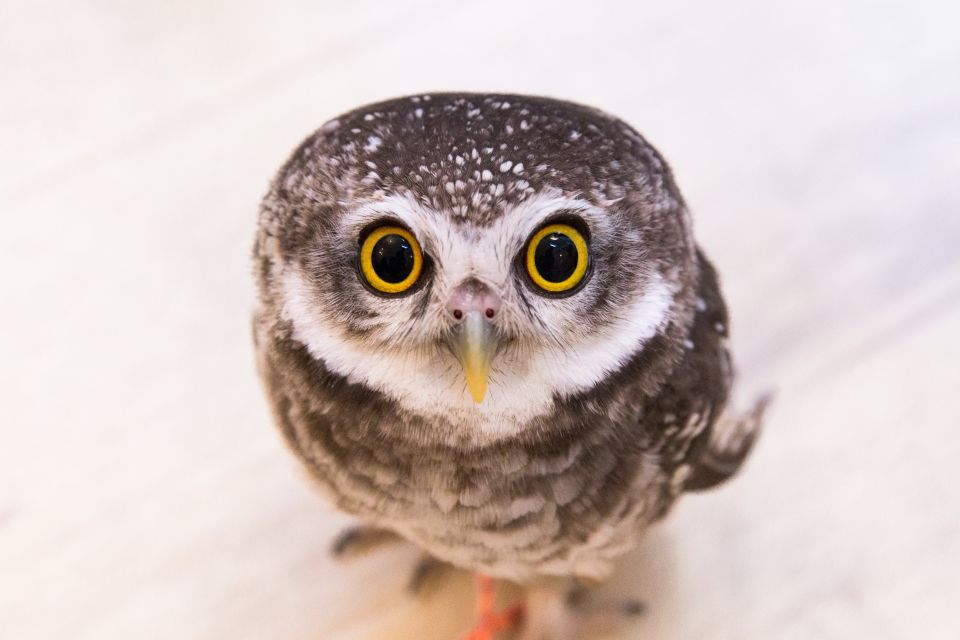 Owl Cafe Tokyo Akiba Fukurou - Reservation and Cancellation Policy