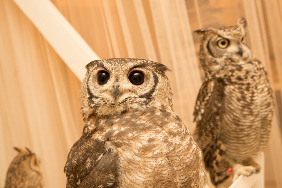 Owl Cafe Tokyo Akiba Fukurou - Frequently Asked Questions