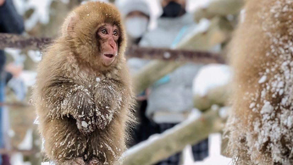 From Tokyo: Snow Monkey 1 Day Tour With Beef Sukiyaki Lunch - Just The Basics