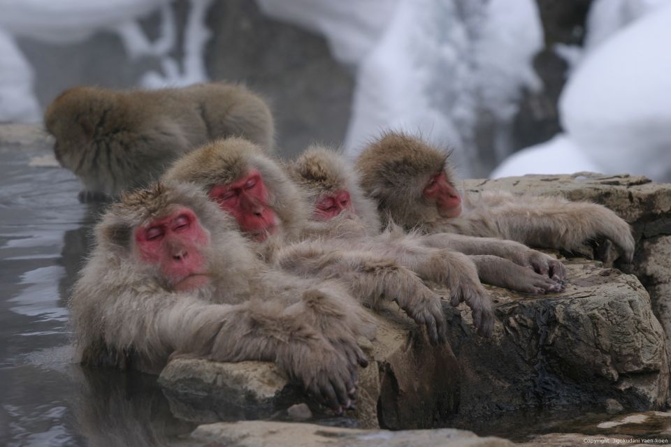 From Tokyo: Snow Monkey 1 Day Tour With Beef Sukiyaki Lunch - Final Words