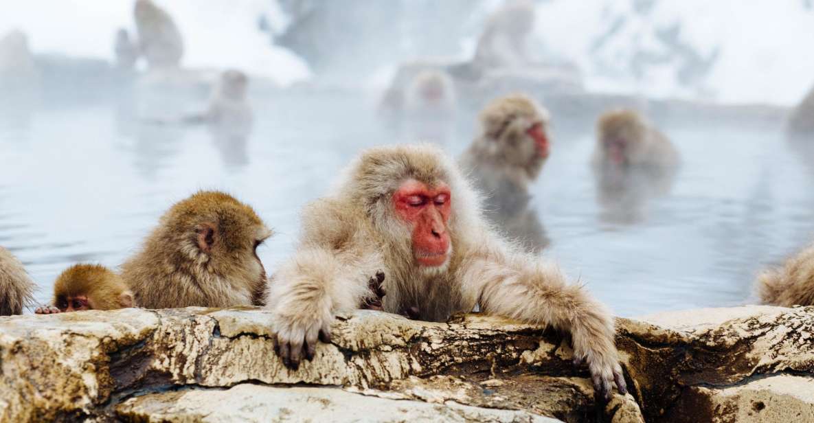 Private Snow Monkey Tour: From Nagano City / Ski Resorts - Booking Information