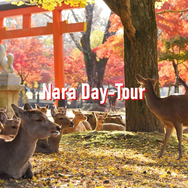 From Osaka: 10-hour Private Customized Tour to Nara - Just The Basics