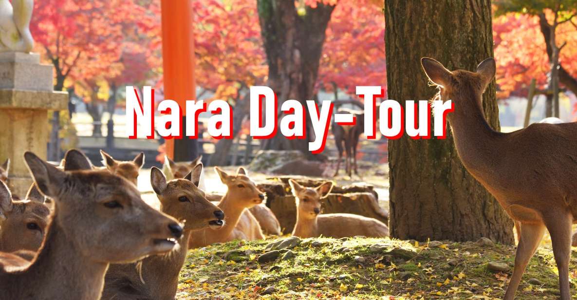 From Osaka: 10-hour Private Customized Tour to Nara - Pricing and Availability