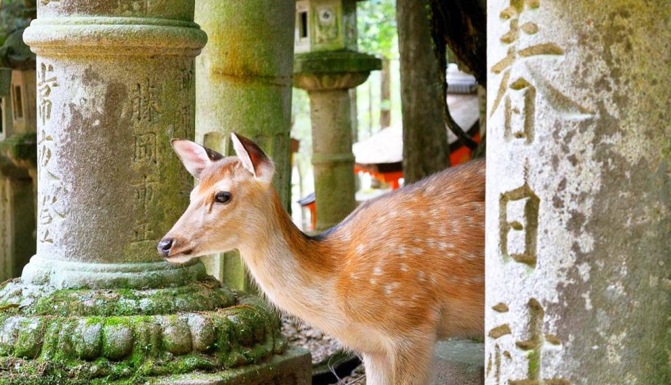 Osaka: Nara, Todaiji, Matcha Experience and Hot Spring Tour - Itinerary