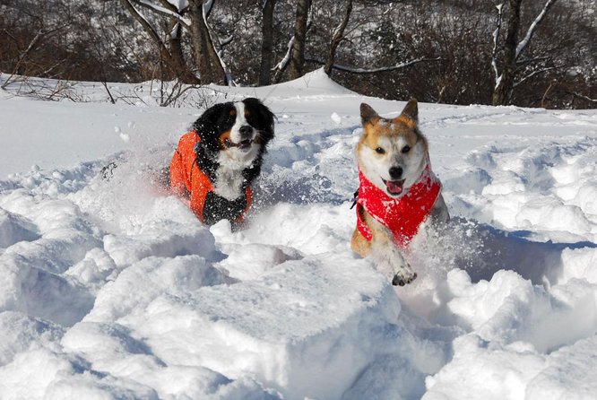 Snowshoe Tour - Just The Basics