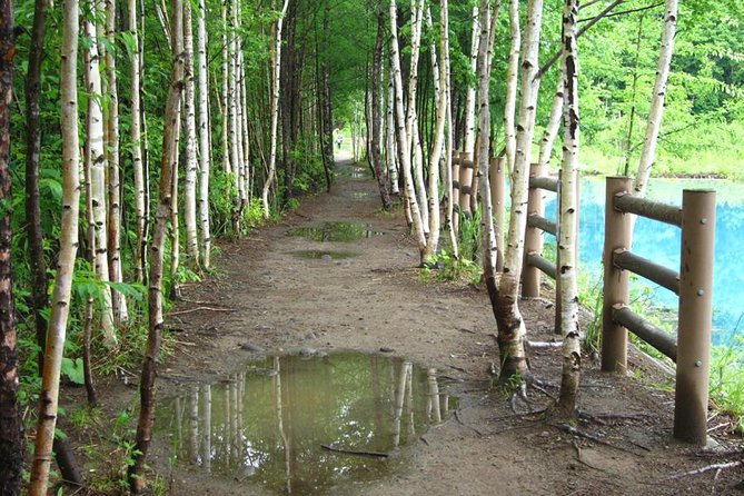 Private Tour: Full-Day Walking Tour With Professional Local Guide in Yakushima Island - Flexible Cancellation Policy