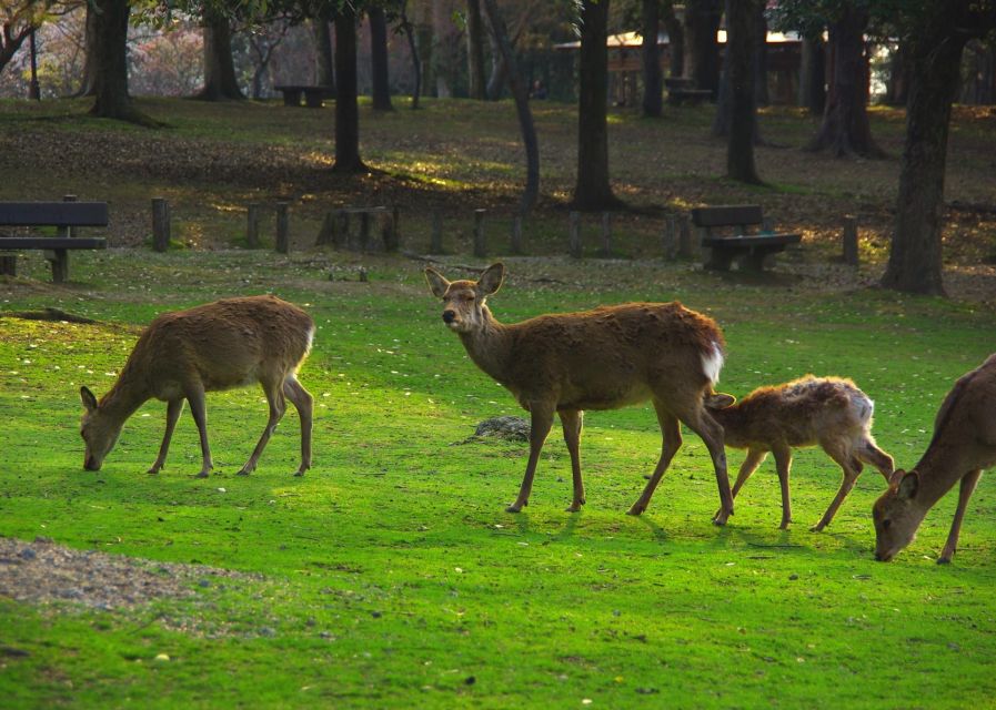 From Osaka/Kyoto: Kyoto & Nara Bus Tour W/ Kinkakuji Ticket - Inclusions