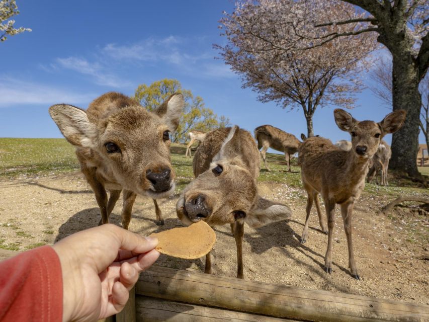 From Osaka/Kyoto: Kyoto & Nara Bus Tour W/ Kinkakuji Ticket - Lunch Options