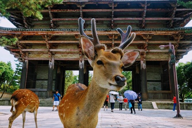 Kyoto & Nara Day Tour From Osaka/Kyoto: Fushimi Inari, Arashiyama - Traditional Tea Ceremony Experience