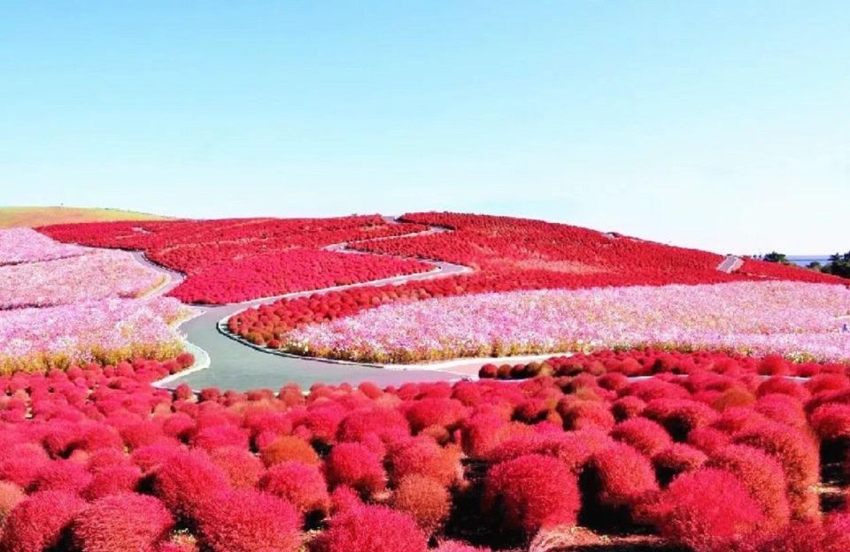 Tokyo: Ibaraki, Hitachi Park & Oarai Isosaki Shrine Day Trip - Frequently Asked Questions