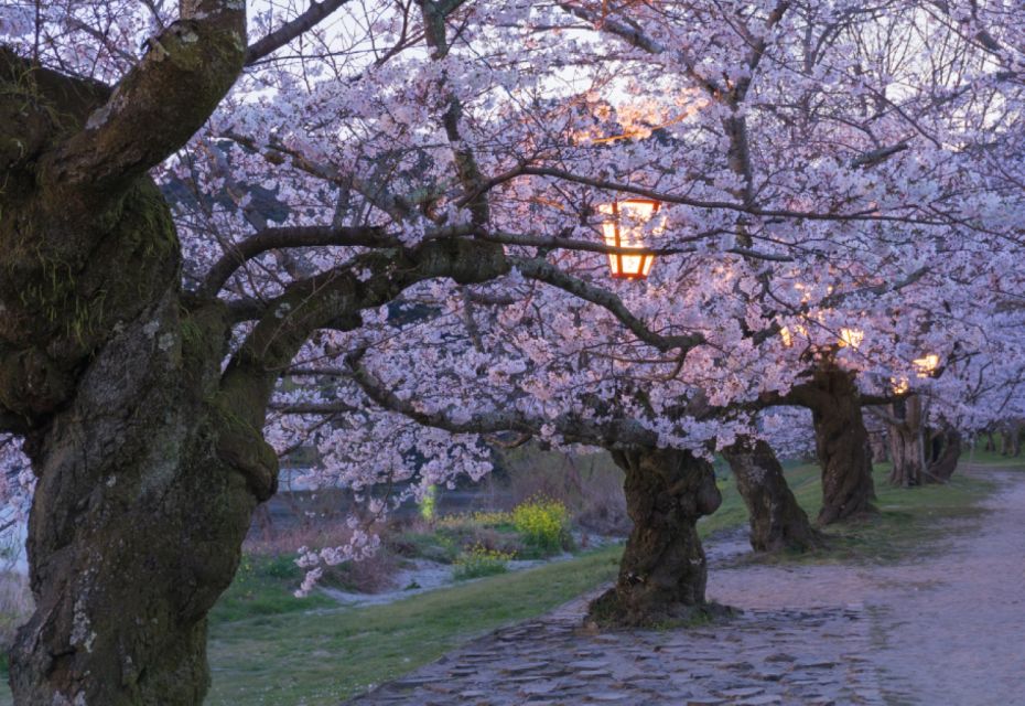 Private & Unique Hiroshima Cherry Blossom Sakura Experience - Tour Description