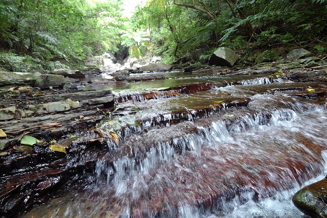 Jungle River Trek: Private Tour in Yanbaru, North Okinawa - Final Words