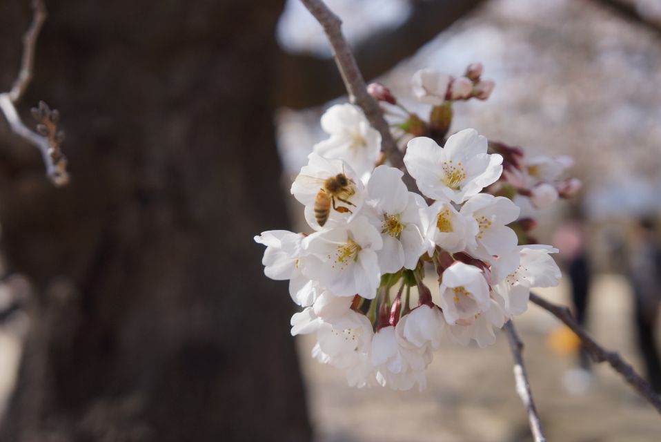 Nagano: 1-Day Snow Monkey & Cherry Blossom Tour in Spring - Booking Details