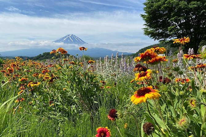 Lake Kawaguchiko Bike Tour - Reviews