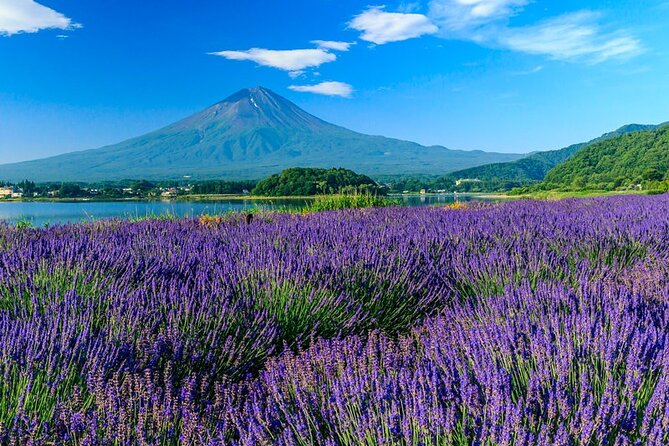 Mt. Fuji Area Tour Tokyo DEP: English Speaking Driver, No Guide - Tour Highlights