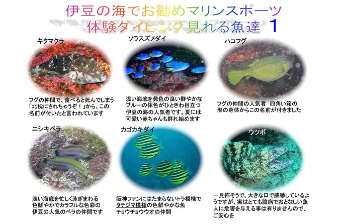 Experience Diving! ! Scuba Diving in the Sea of Japan! ! if You Are Not Confident in Swimming, It Is - Booking Information