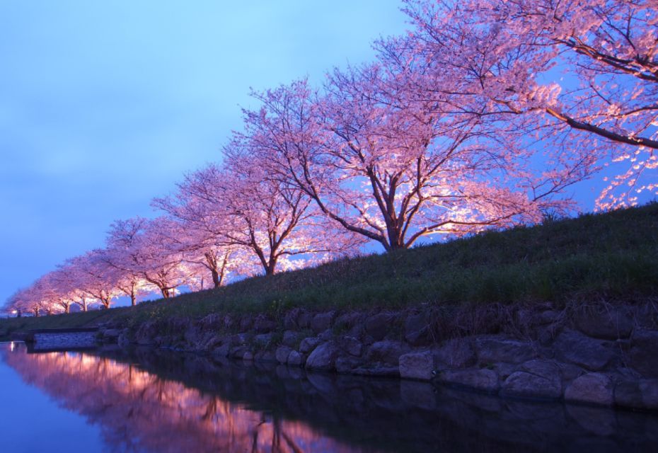 Private & Unique Nagasaki Cherry Blossom "Sakura" Experience - Full Experience Description