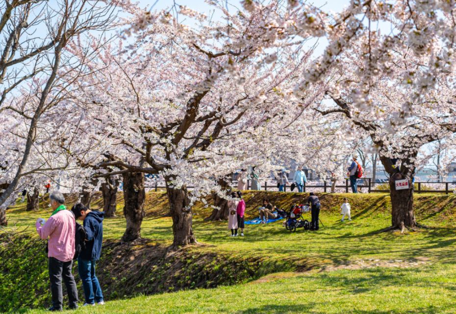 Private & Unique Nagasaki Cherry Blossom "Sakura" Experience - Just The Basics