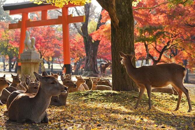 Private Nara Tour With Government Licensed Guide & Vehicle (Osaka Departure) - Just The Basics