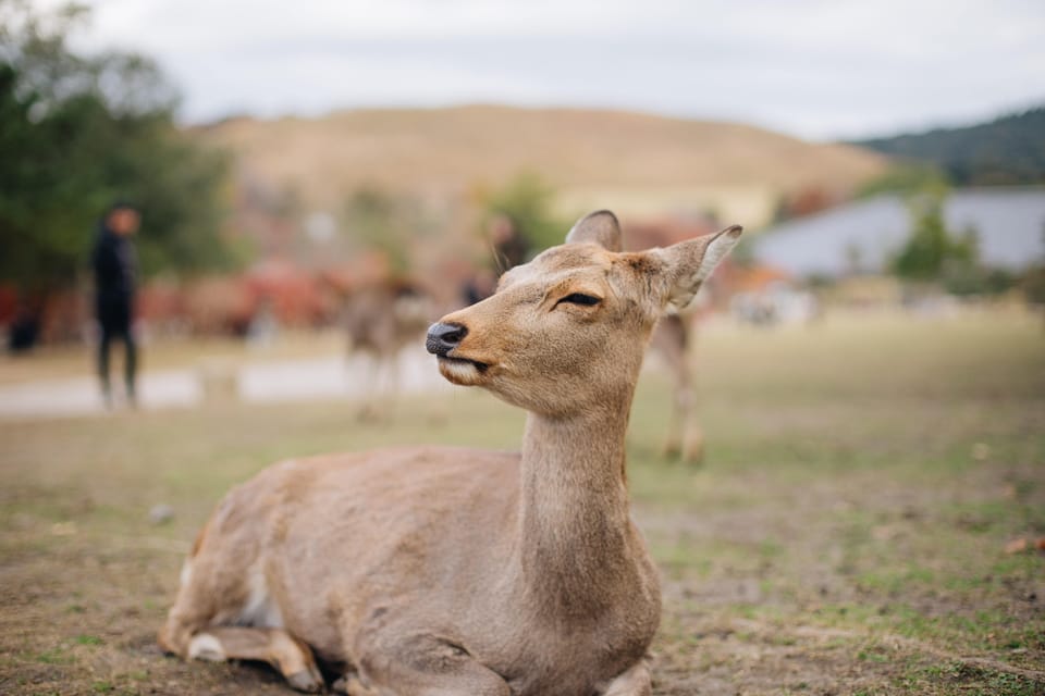 From Kyoto or Osaka: Private Walking Tour Through Nara - Just The Basics