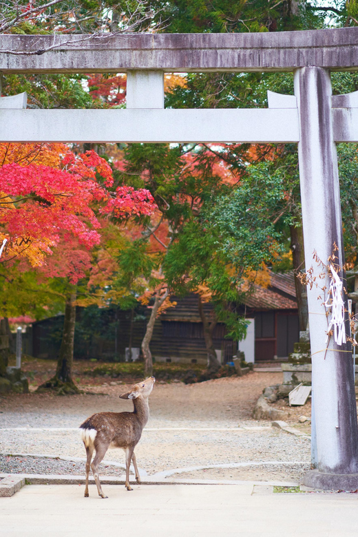 From Kyoto or Osaka: Private Walking Tour Through Nara - Accessibility and Convenience