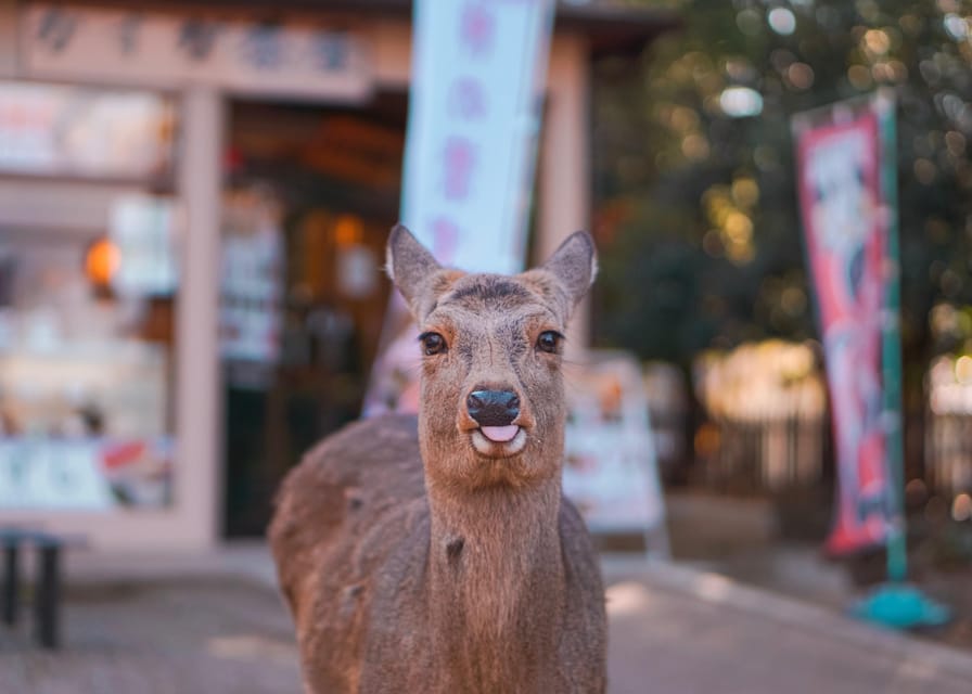 From Kyoto or Osaka: Private Walking Tour Through Nara - Meeting Point and Transportation