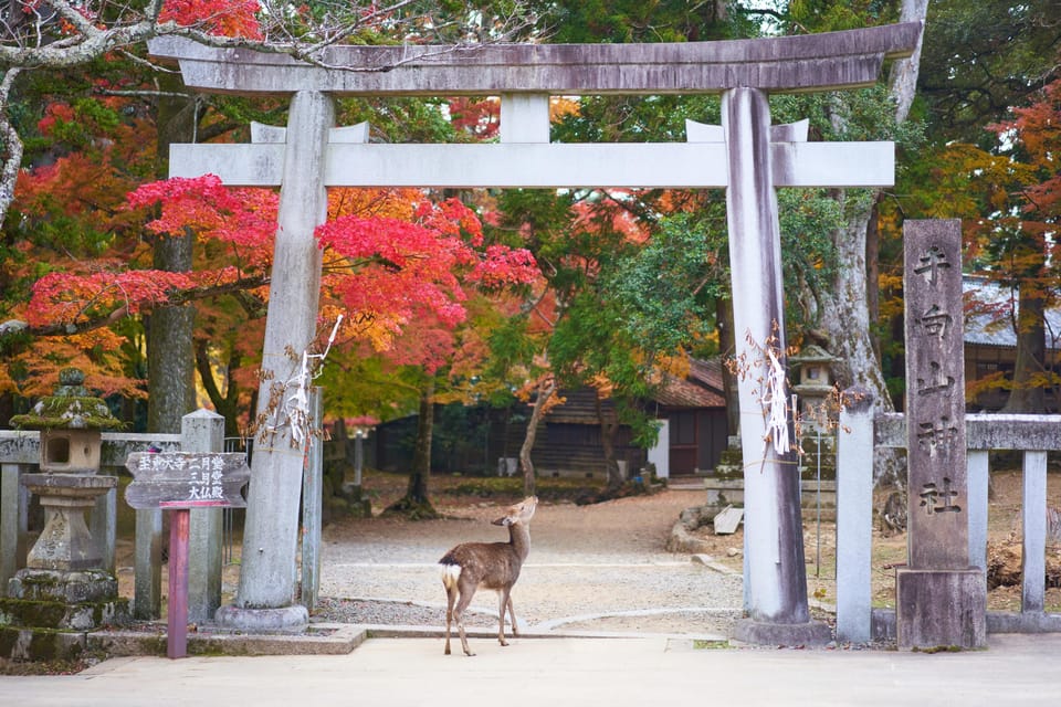 From Kyoto or Osaka: Private Walking Tour Through Nara - Cancellation and Reservation Policy