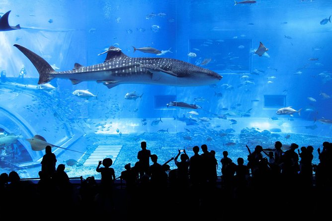 North Okinawa Bus Day Tour Manzamo Kouri Island Ocean Expo Park American Village - Duration and Schedule