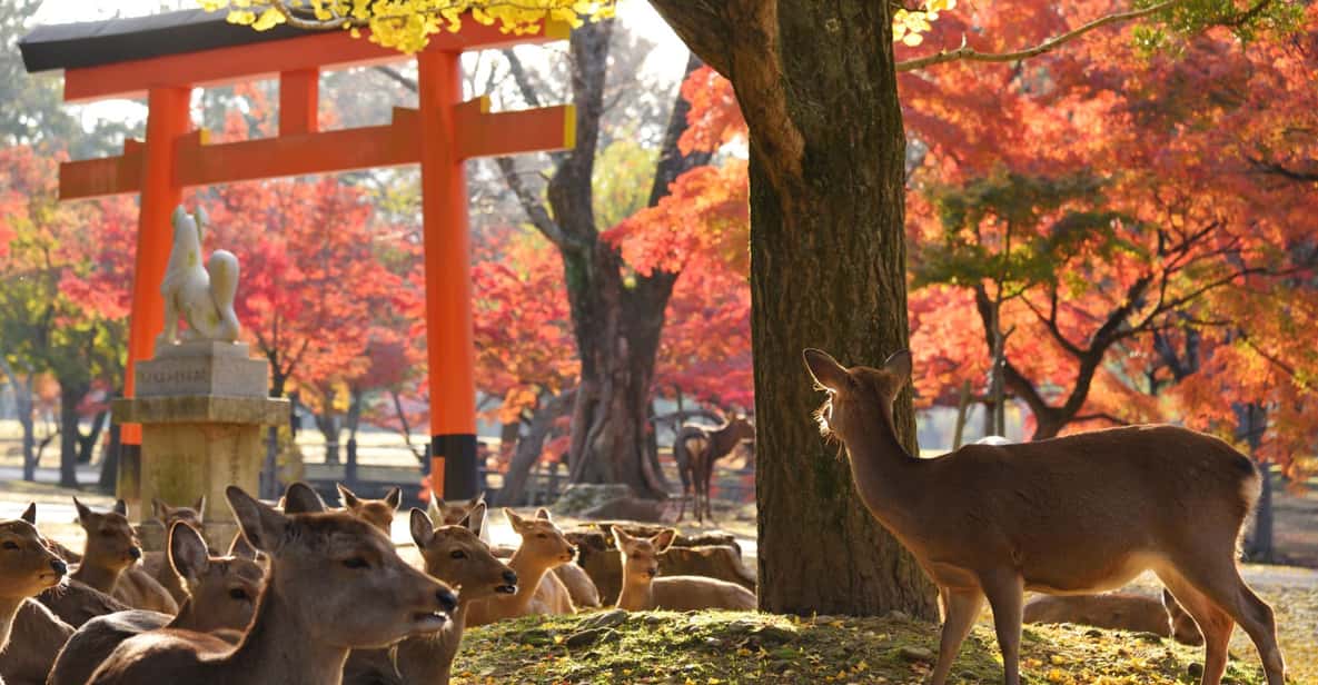From Kyoto: Nara Guided Half Day Bus Tour - Meeting Point and Participant Information