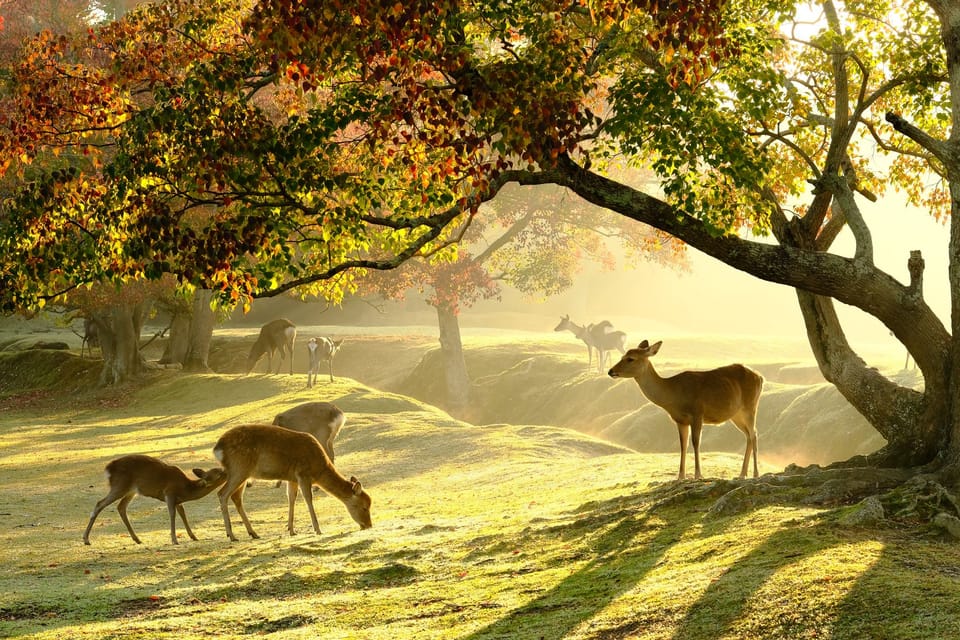 From Kyoto: Nara Guided Half Day Bus Tour - Guidelines for Luggage and Departures