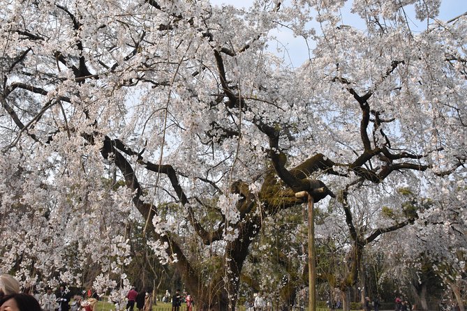 Cycle Kyotos Hidden Gems & Gion Stroll - Cancellation Policy Details
